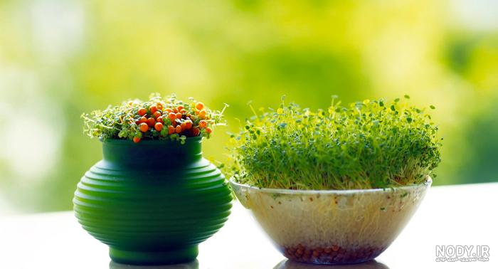 عکس ماهی قرمز در تنگ عکس ماهی قرمز در تنگ