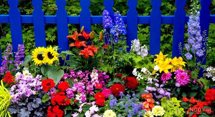 عکس گلهای زیبای تابستانی