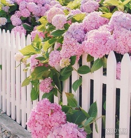 فانتزی عکس گل برای پروفایل واتساپ