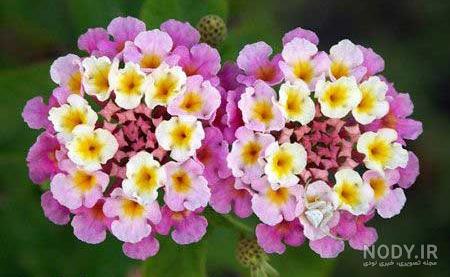 گل باغچه ای چهار فصل