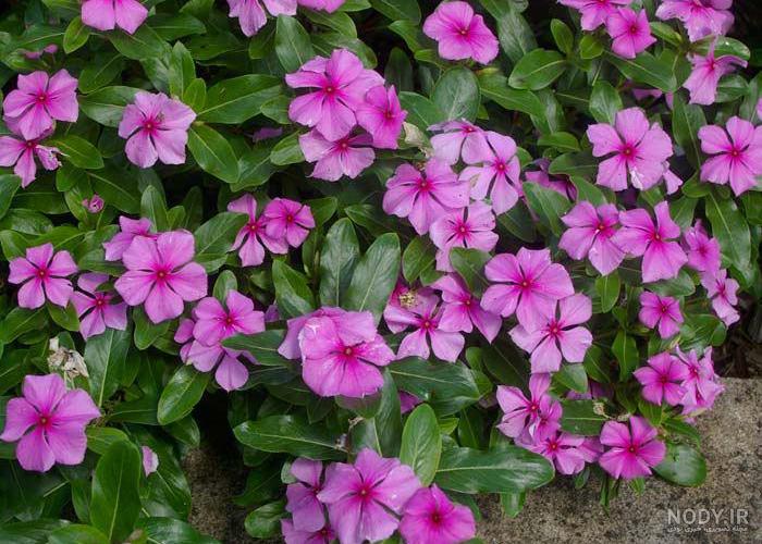 گل برای باغ