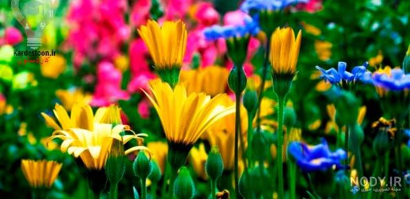 گل های چهار فصل آپارتمانی