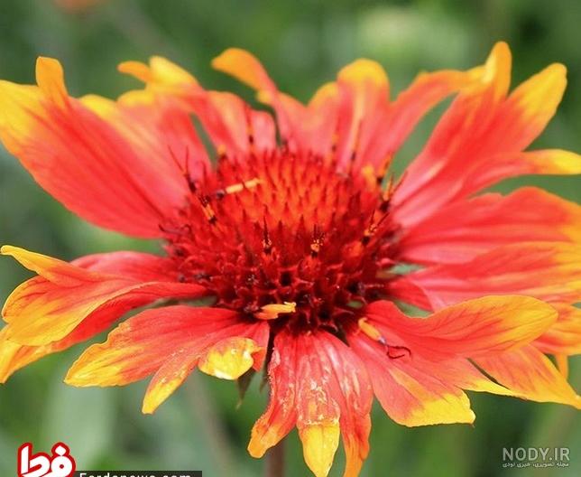 گلهای مقاوم به سرما برای باغچه