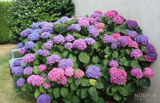 گلهای مناسب ویلا