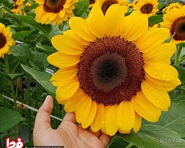 گلهای چهار فصل برای باغ