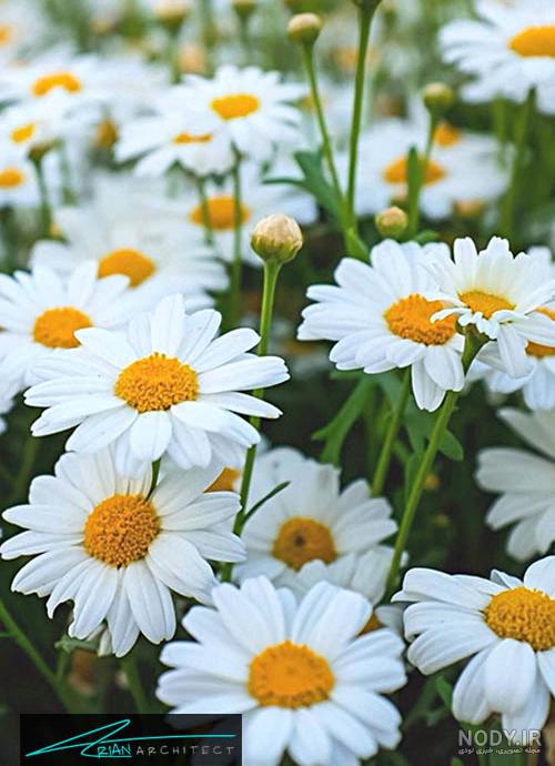 گیاه آبدار گونه نماینده
