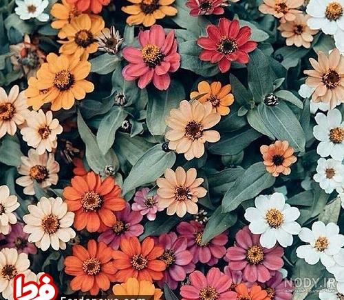 گیاهان آپارتمانی سایه دوست