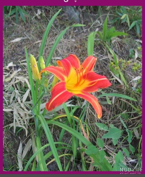گیاهان دو لپه ای گیاهان دو لپه ای