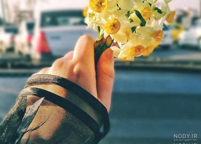 عکس گل نرگس در برف