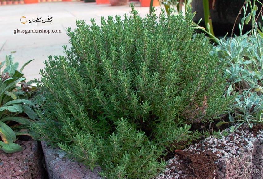 آویشن باغی ویکی پدیا آویشن باغی ویکی پدیا
