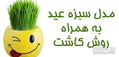 انواع بذر سبزه عید انواع بذر سبزه عید