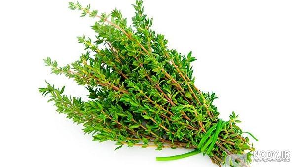 بذر آویشن بذر آویشن