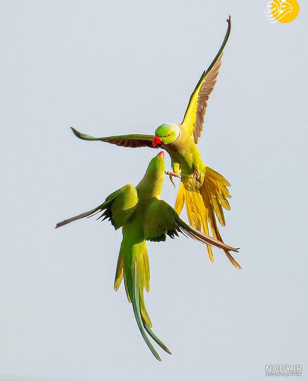 بزرگترین طوطی جهان