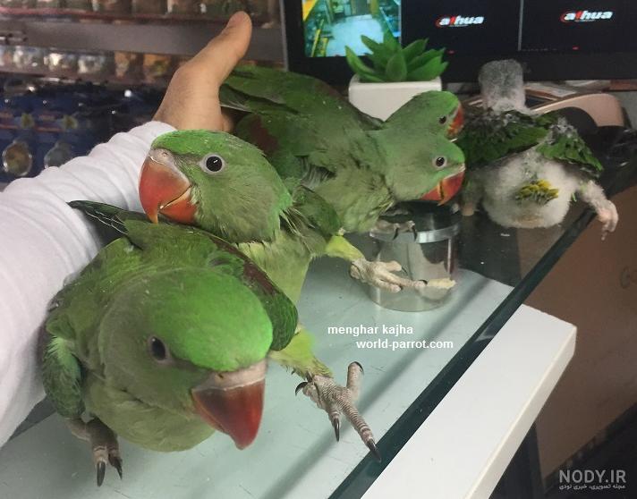 بزرگترین پرنده جهان در جدول