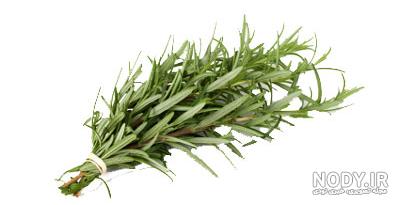 خواص گل باغی خواص گل باغی
