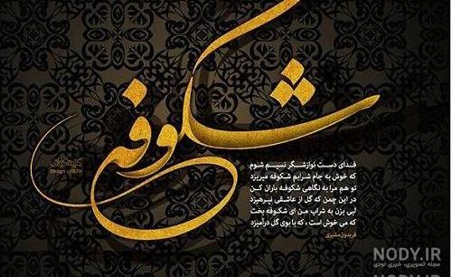 شکوفه روزت مبارک