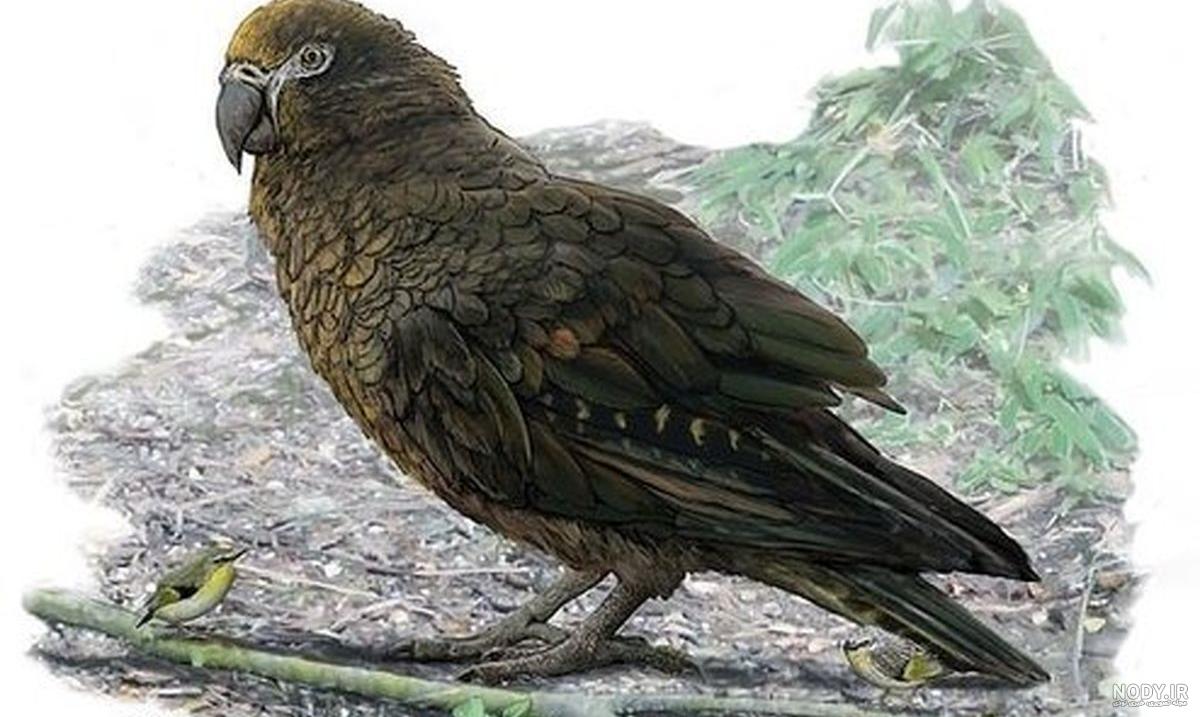 طوطی بزرگ سخنگو