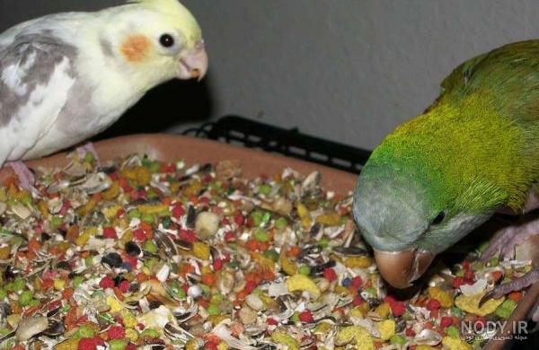 طوطی ها چه میخورند طوطی ها چه میخورند