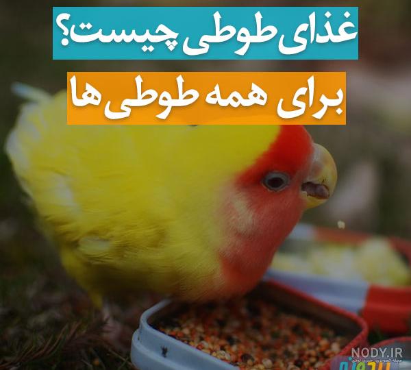 عکس غذا خوردن طوطی عکس غذا خوردن طوطی