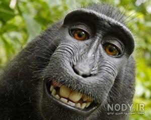عکس میمون زشت خنده دار