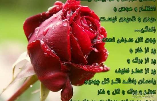 عکس نوشته های زیبا با گل عکس نوشته های زیبا با گل