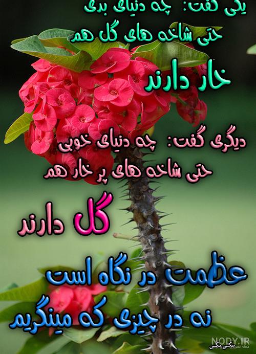 عکس گل های زیبا عکس گل های زیبا
