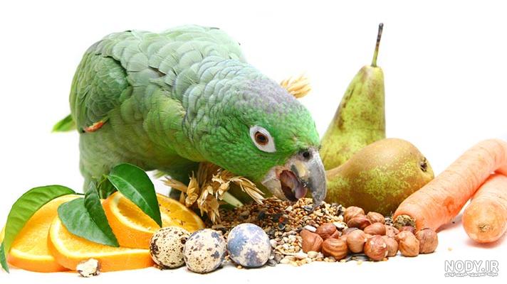 غذای طوطی دیجی کالا غذای طوطی دیجی کالا