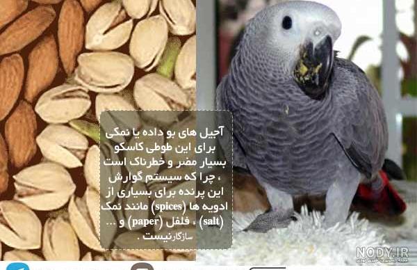 غذای طوطی عروس غذای طوطی عروس
