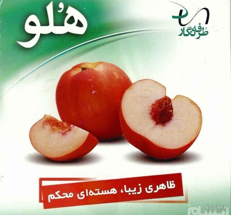 آموزش نقاشی کشیدن هلو آموزش نقاشی کشیدن هلو