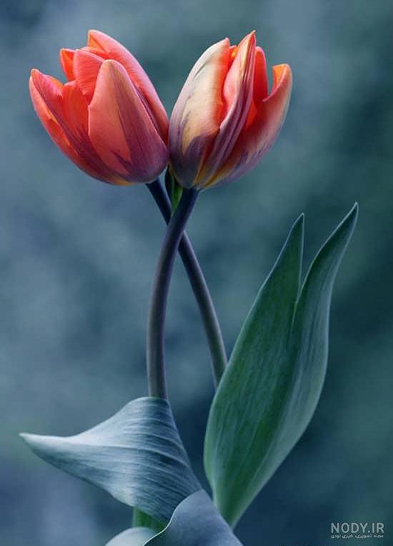 تصاویر گل لاله زیبا