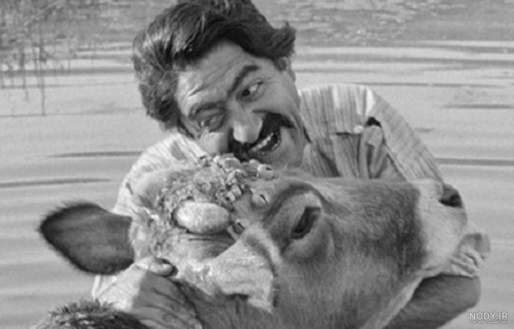 حسن گاوی گمرک حسن گاوی گمرک