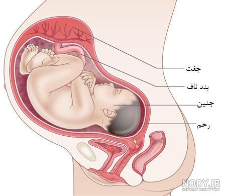 در سه ماه آخر بارداری چه بخوریم