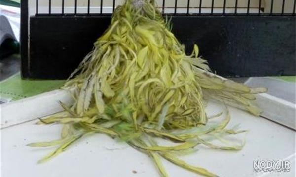 درباره اردک درباره اردک