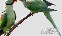 طوطی دم بلند ابی طوطی دم بلند ابی
