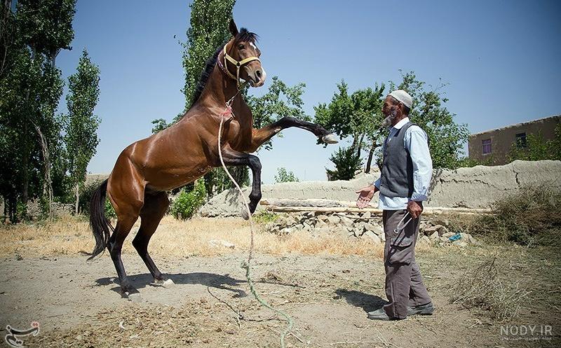 عکس اسب شاخدار