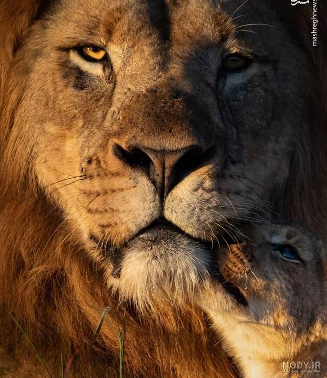 عکس عقاب سر سفید عکس عقاب سر سفید
