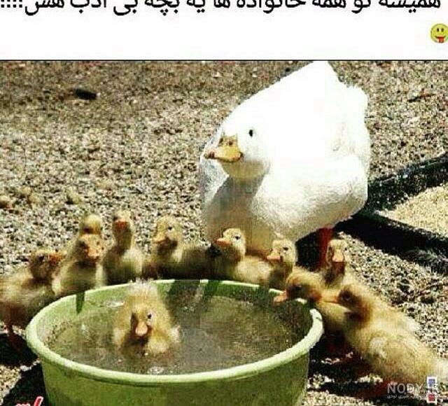 عکس های خنده دار و جالب