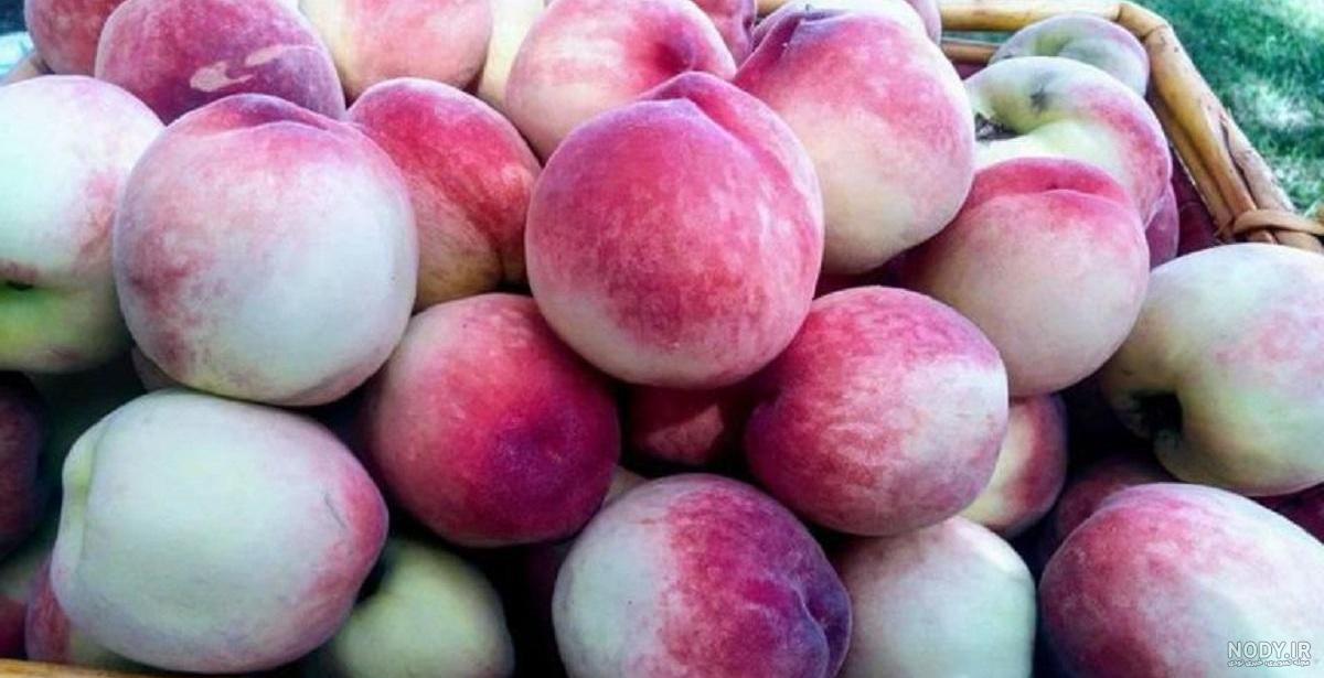 عکس هلو میوه عکس هلو میوه
