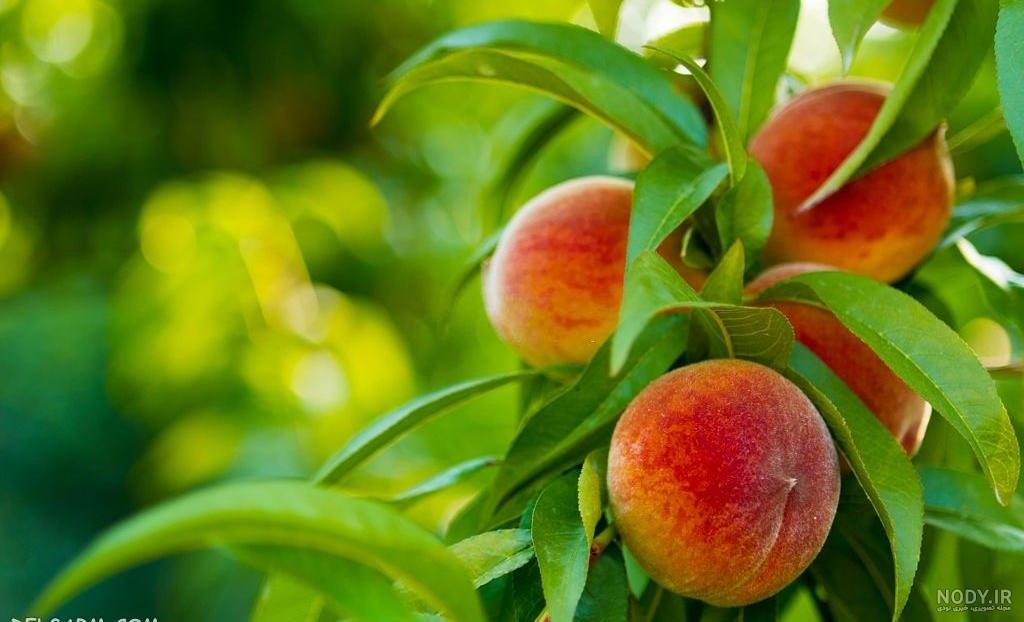عکس کاشت ناخن هلویی ساده عکس کاشت ناخن هلویی ساده