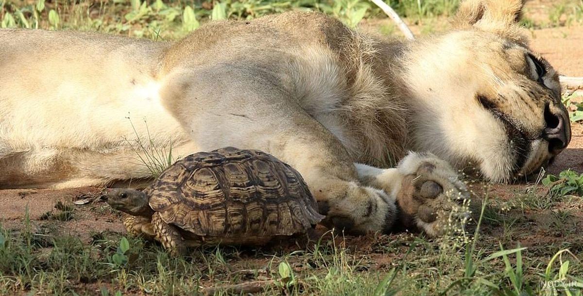 فیلم لاک پشت های نینجا دوبله فارسی 1 فیلم لاک پشت های نینجا دوبله فارسی 1