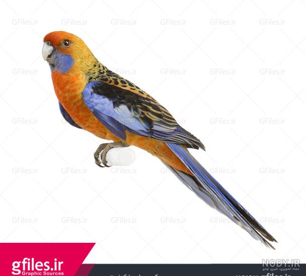 پرنده گنجشک مینیاتوری پرنده گنجشک مینیاتوری
