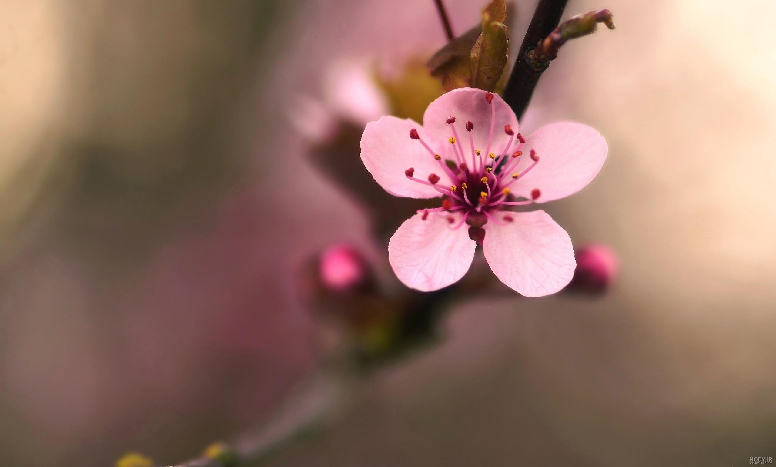 تصویر زمینه بهاری موبایل