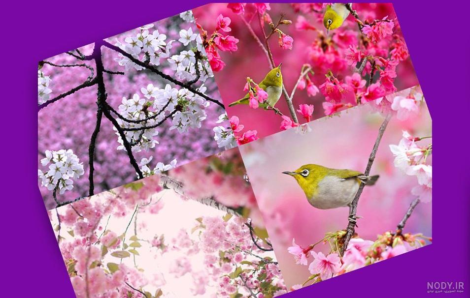 عکس شکوفه درخت