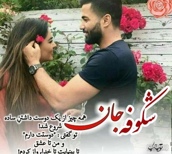 عکس شکوفه درخت البالو