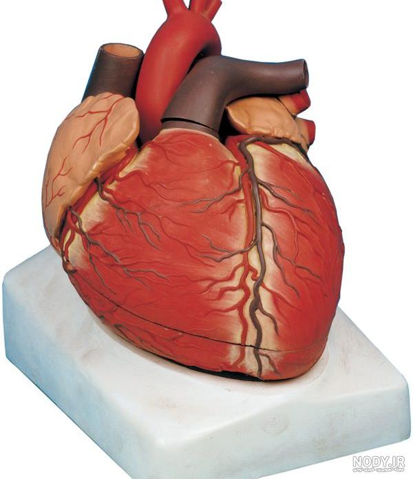 عکس نوار قلب طبیعی