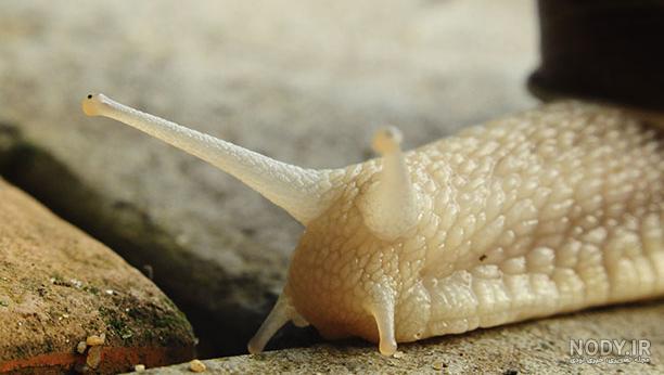  عکس حلزون صدف دار