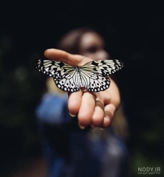  عکس پروانه مشکی طلایی برای تلگرام