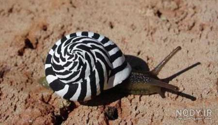  عکس حلزون صدف دار