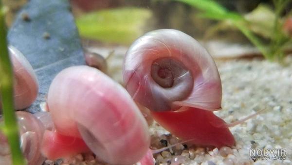  عکس حلزون صدف دار