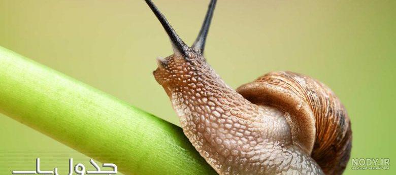  عکس حلزون صدف دار